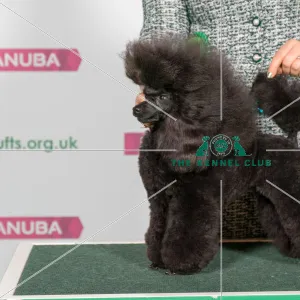 Best of Breed POODLE (TOY)