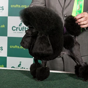 Best of Breed POODLE (TOY) Crufts 2023