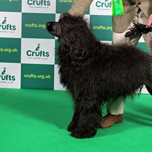 Best of Breed PORTUGUESE WATER DOG Crufts 2023