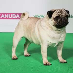 Best of Breed PUG