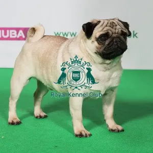 Best of Breed PUG Best of Breed PUG