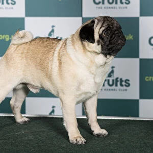 Best of Breed PUG Crufts 2022