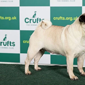 Best of Breed Pug Crufts 2023