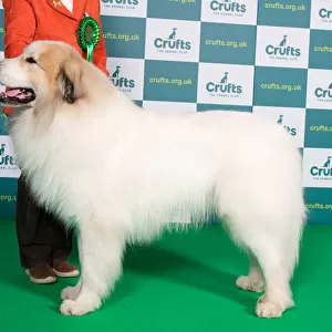 Best of Breed PYRENEAN MOUNTAIN DOG Crufts 2022