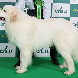 Best of Breed PYRENEAN MOUNTAIN DOG Crufts 2023