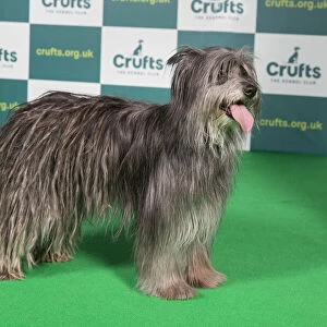Best of Breed PYRENEAN SHEEPDOG Crufts 2022