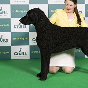 Best of Breed RETRIEVER (CURLY COATED) Crufts 2022
