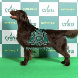 Best of Breed RETRIEVER (FLAT COATED) Crufts 2022