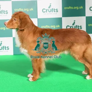 Best of Breed RETRIEVER (NOVA SCOTIA DUCK TOLLING) Crufts 2022