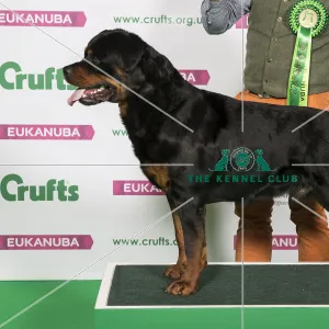 Best of Breed ROTTWEILER