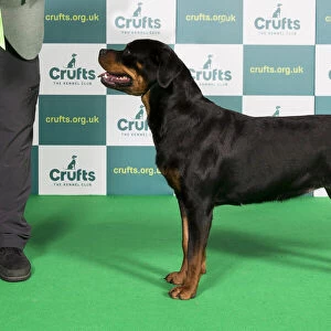Best of Breed Rottweiler Crufts 2022