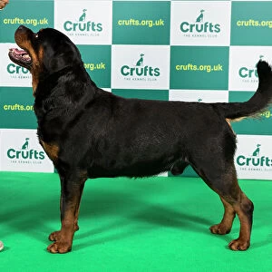 Best of Breed Rottweiler Crufts 2023