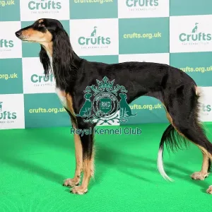 Best of Breed Saluki Crufts 2022