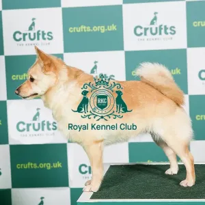Best of Breed SCHIPPERKE Crufts 2022