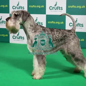 Best of Breed SCHNAUZER Crufts 2023