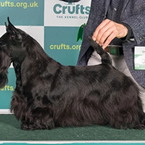 Best of Breed SCOTTISH TERRIER Crufts 2022