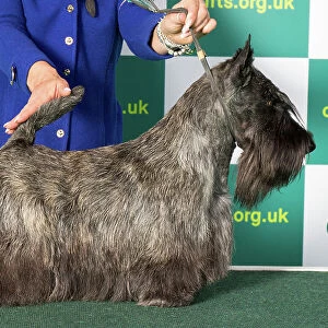Best of Breed Scottish Terrier Crufts 2023