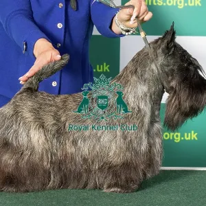 Best of Breed Scottish Terrier Crufts 2023