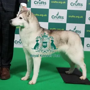 Best of Breed SIBERIAN HUSKY Crufts 2023