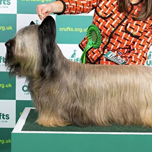 Best of Breed Skye Terrier Crufts 2023