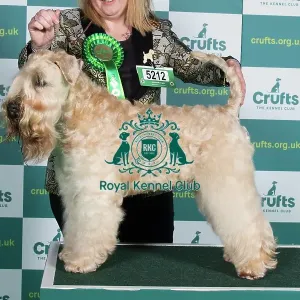 Best of Breed SOFT COATED WHEATEN TERRIER Crufts 2022