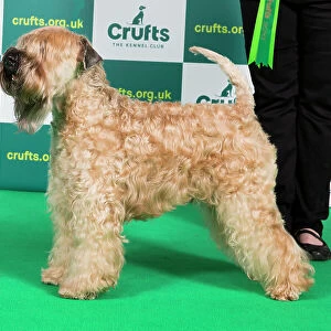 Best of Breed SOFT COATED WHEATEN TERRIER Crufts 2023