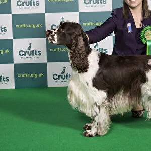 Best of Breed SPANIEL (ENGLISH SPRINGER) Crufts 2022