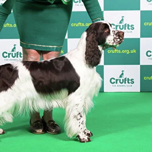 Best of Breed SPANIEL (ENGLISH SPRINGER) Crufts 2023