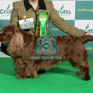 Best of Breed SPANIEL (SUSSEX) Crufts 2022