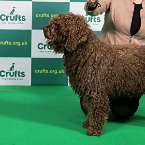 Best of Breed SPANISH WATER DOG (NONCC) Crufts 2023