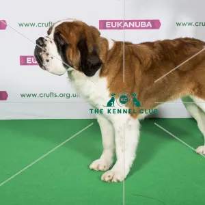 Best of Breed ST. BERNARD