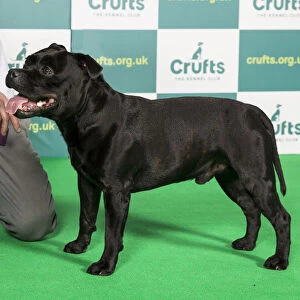 Best of Breed STAFFORDSHIRE BULL TERRIER Crufts 2022