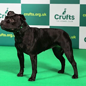 Best of Breed STAFFORDSHIRE BULL TERRIER Crufts 2023