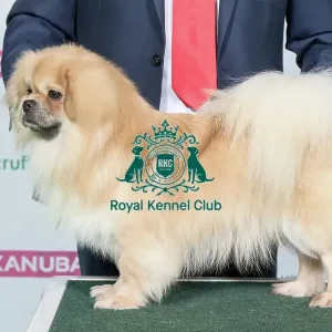 Best of Breed TIBETAN SPANIEL Best of Breed TIBETAN SPANIEL