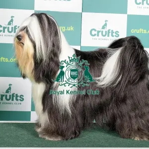 Best of Breed TIBETAN TERRIER Crufts 2022