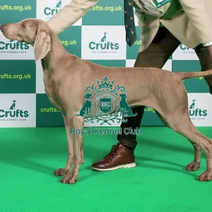 Best of Breed WEIMARANER Crufts 2023