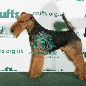 Best of Breed Welsh Terrier 2020