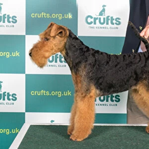Best of Breed WELSH TERRIER Crufts 2022