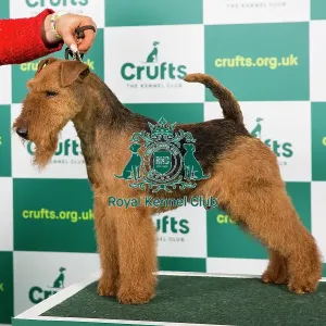 Best of Breed WELSH TERRIER Crufts 2023