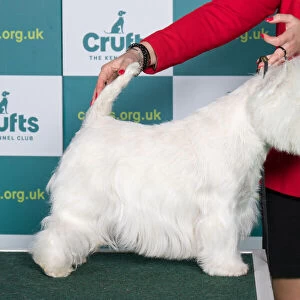 Best of Breed WEST HIGHLAND WHITE TERRIER Crufts 2022