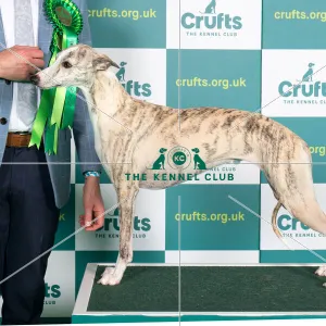 Best of Breed Whippet Crufts 2022