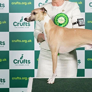 Best of Breed WHIPPET Crufts 2023
