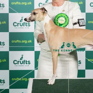 Best of Breed WHIPPET Crufts 2023