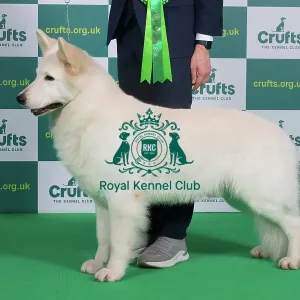 Best of Breed WHITE SWISS SHEPHERD Crufts 2023