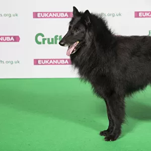 Best of Breed Winner Belgian Shepherd Dog (Groenendael)