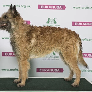 Best of Breed Winner BELGIAN SHEPHERD DOG (LAEKENOIS) (NONCC)