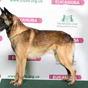 Best of Breed Winner BELGIAN SHEPHERD DOG (MALINOIS)