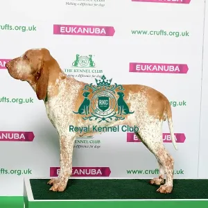 Best of Breed Winner BRACCO ITALIANO Best of Breed Winner BRACCO ITALIANO