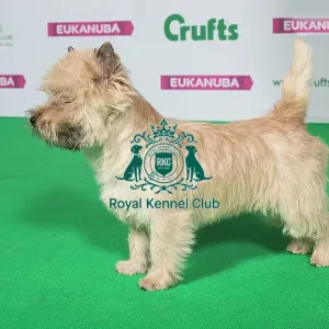 Best of Breed Winner CAIRN TERRIER Best of Breed Winner CAIRN TERRIER