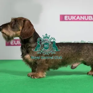 Best of Breed Winner DACHSHUND (MINIATURE WIRE HAIRED) Best of Breed Winner DACHSHUND (MINIATURE WIRE HAIRED)